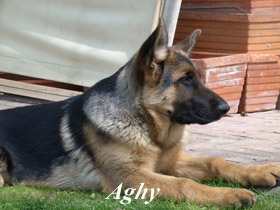 Fattrice Aghi Akiwa Lockruf