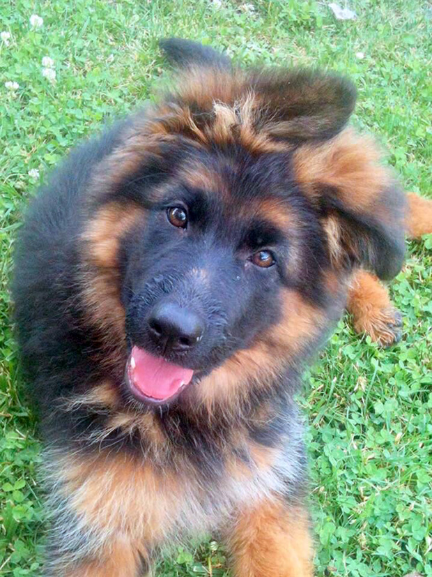 Cucciolo Pastore tedesco