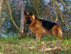 allevamento pastore tedesco cuccioli