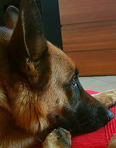 Recensione di Plastina
